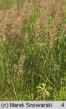 Calamagrostis epigejos (trzcinnik piaskowy)