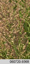 Calamagrostis epigejos (trzcinnik piaskowy)