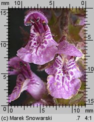 Stachys palustris (czyściec błotny)