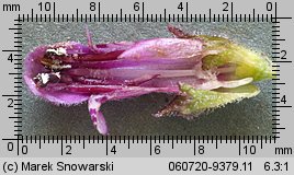 Stachys palustris (czyściec błotny)