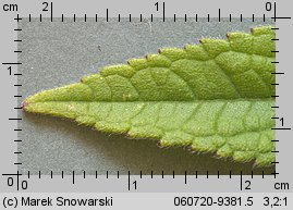 Stachys palustris (czyściec błotny)