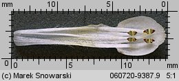 Galeopsis tetrahit (poziewnik szorstki)