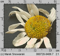 Leucanthemum vulgare ssp. vulgare (jastrun właściwy typowy)