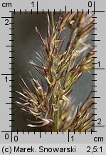 Calamagrostis epigejos (trzcinnik piaskowy)