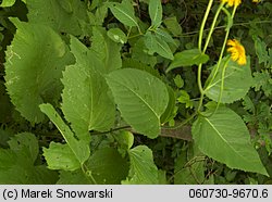 Telekia speciosa (smotrawa okazała)