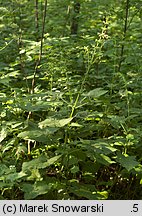 Salvia glutinosa (szałwia lepka)