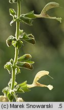 Salvia glutinosa (szałwia lepka)