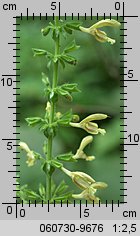 Salvia glutinosa (szałwia lepka)