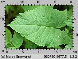 Salvia glutinosa (szałwia lepka)