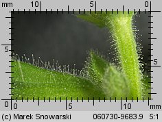 Salvia glutinosa (szałwia lepka)