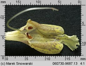 Salvia glutinosa (szałwia lepka)