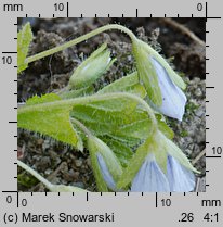 Veronica filiformis (przetacznik nitkowaty)