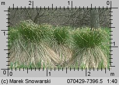 Carex paniculata (turzyca prosowa)