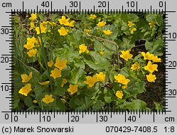 Caltha palustris (knieć błotna)