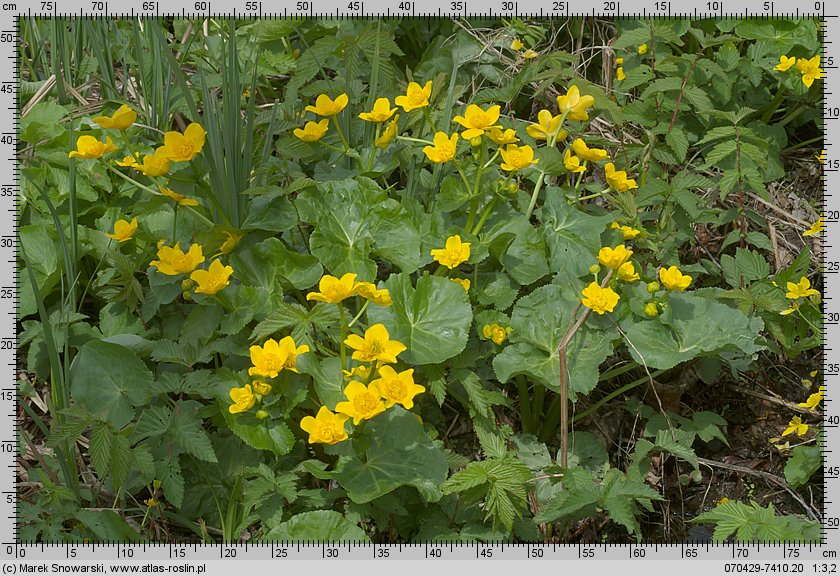 Caltha palustris (knieć błotna)