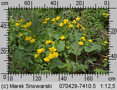 Caltha palustris s.l. (knieć błotna)