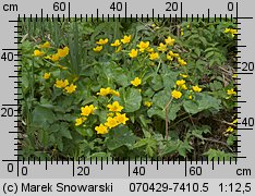 Caltha palustris (knieć błotna)