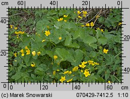 Caltha palustris (knieć błotna)