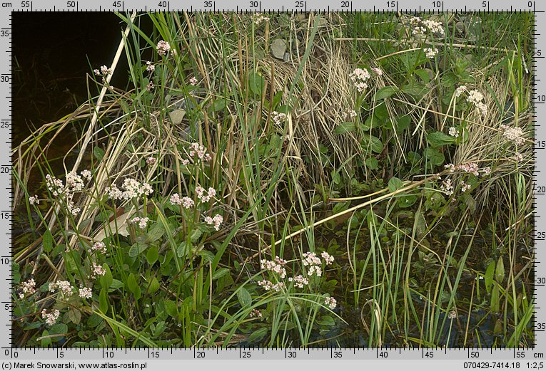 Valeriana simplicifolia (kozłek całolistny)