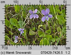 Viola uliginosa (fiołek bagienny)