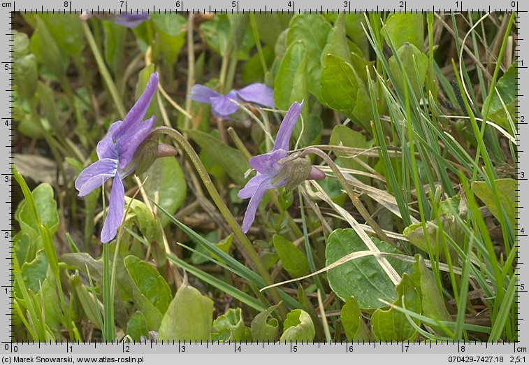 Viola uliginosa (fiołek bagienny)