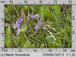 Viola uliginosa (fiołek bagienny)