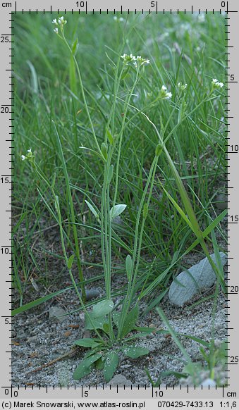 Arabidopsis thaliana (rzodkiewnik pospolity)