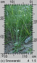 Arabidopsis thaliana (rzodkiewnik pospolity)