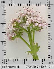 Valeriana simplicifolia (kozłek całolistny)