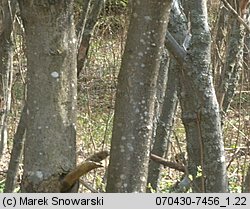 Alnus incana (olsza szara)