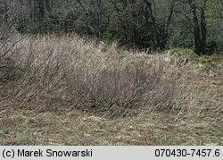 Alnus viridis (olsza zielona)