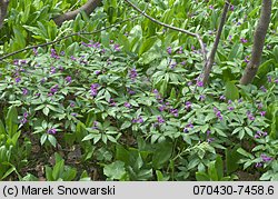 Dentaria glandulosa (żywiec gruczołowaty)