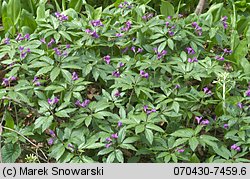 Dentaria glandulosa (żywiec gruczołowaty)