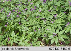 Dentaria glandulosa (żywiec gruczołowaty)