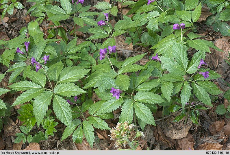 Dentaria glandulosa (żywiec gruczołowaty)