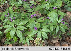 Dentaria glandulosa (żywiec gruczołowaty)