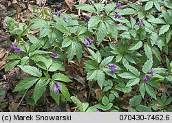 Dentaria glandulosa (żywiec gruczołowaty)