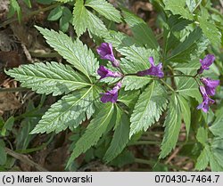 Dentaria glandulosa (żywiec gruczołowaty)