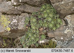 Saxifraga paniculata (skalnica gronkowa)