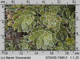 Saxifraga paniculata (skalnica gronkowa)