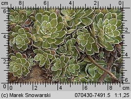 Saxifraga paniculata (skalnica gronkowa)