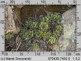 Saxifraga paniculata (skalnica gronkowa)