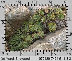 Saxifraga paniculata (skalnica gronkowa)