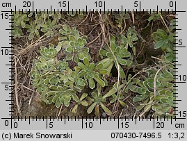 Saxifraga paniculata (skalnica gronkowa)