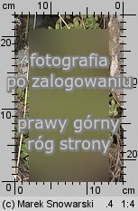 Saxifraga paniculata (skalnica gronkowa)