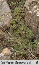 Saxifraga paniculata (skalnica gronkowa)