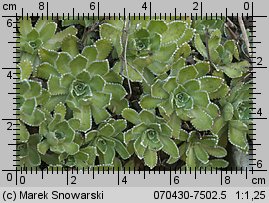 Saxifraga paniculata (skalnica gronkowa)