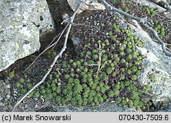 Sempervivum montanum (rojnik górski)