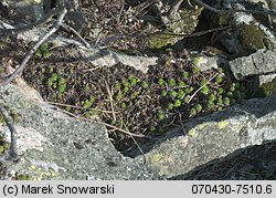 Sempervivum montanum (rojnik górski)