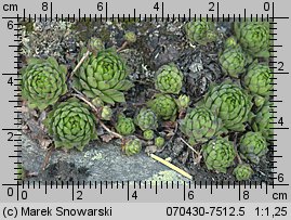 Sempervivum montanum (rojnik górski)